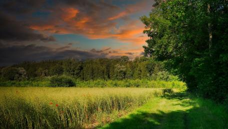 Serene Evening in a Lush Field wallpaper