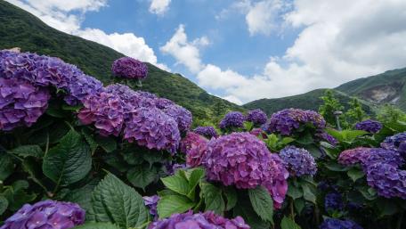 Breathtaking Hydrangeas on Scenic Hillside wallpaper