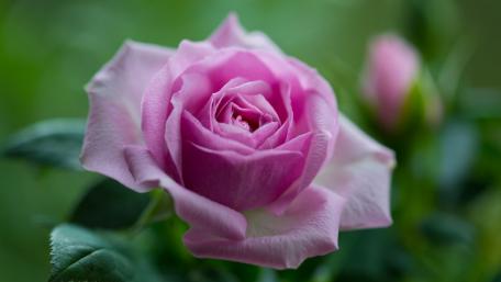 Delicate Pink Garden Rose in Bloom wallpaper