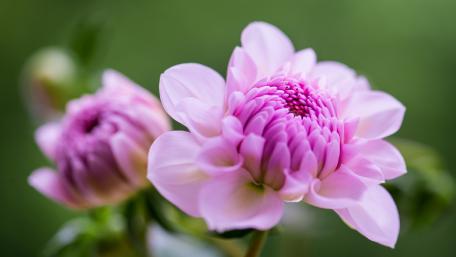 Delicate Pink Blossoms in Bloom wallpaper