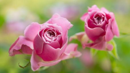 Elegant Pink Roses in Bloom wallpaper