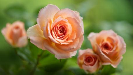 Delicate Peach Roses in Bloom wallpaper
