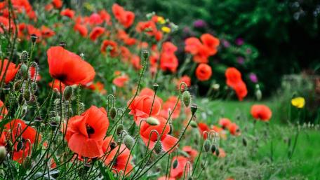 Vibrant Field of Red Poppies Blooming in Nature wallpaper