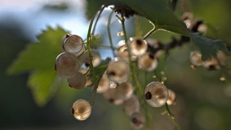 Translucent gooseberries wallpaper