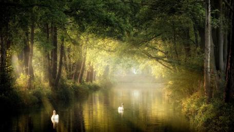 Swans in a canal wallpaper