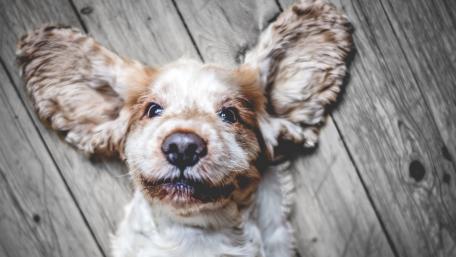 Adorable Cocker Spaniel with Big Ears and a Smile wallpaper