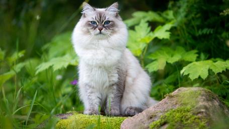 Majestic Cat Surrounded by Nature wallpaper