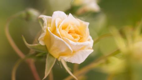 Gentle Bloom of a White Rose wallpaper