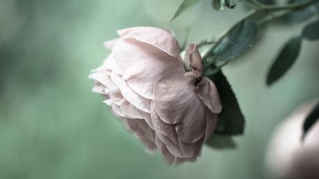 Serene White Rose in Soft Focus wallpaper