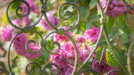Beautiful Garden Roses Behind an Iron Fence wallpaper