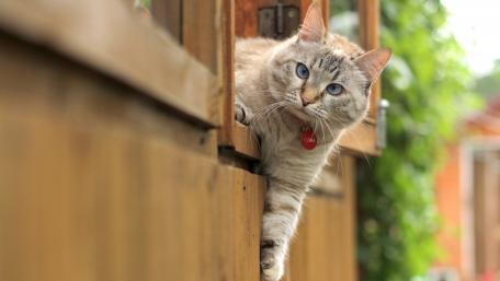 Curious Cat Exploring Its World wallpaper