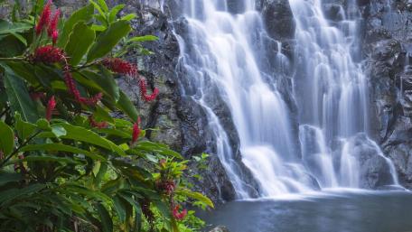 Serene Waterfall Surrounded by Lush Flora wallpaper