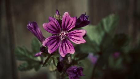 Purple Flower wallpaper