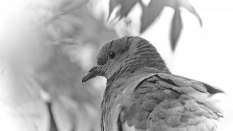 Pigeon wallpaper