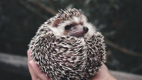 Adorable Hedgehog Cuddled Up Warmly wallpaper