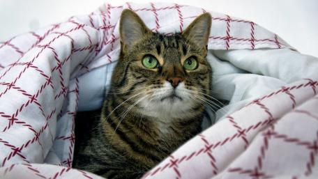 Cozy Cat Wrapped in Soft Blanket wallpaper