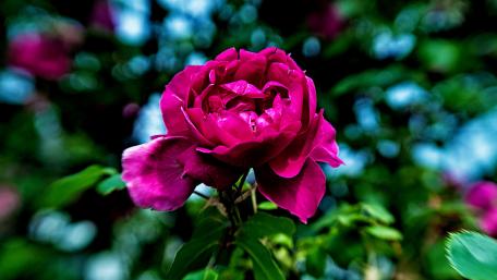 Vibrant Pink Rose Blossom for Your Space wallpaper