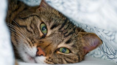 Cozy Cat Snuggled in Soft Blankets wallpaper