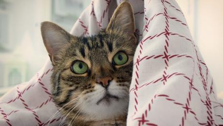 Cozy Cat Wrapped in Blanket wallpaper