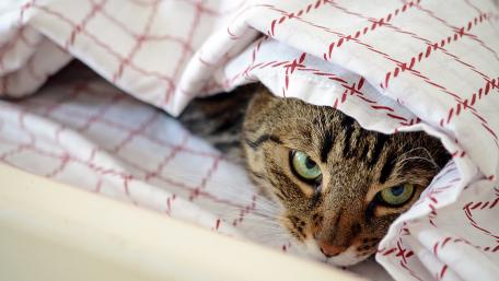 Cozy Cat Snuggled in Blanket wallpaper