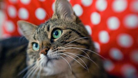 Majestic Feline Gaze wallpaper