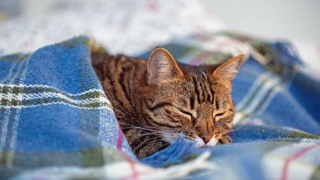 Cozy Cat Nap Under a Blanket wallpaper