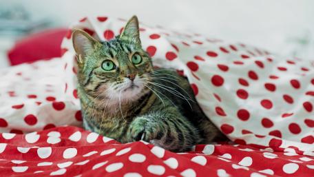 Curious Cat Among the Polka Dots wallpaper