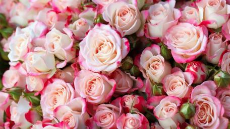 Rose bouquet wallpaper