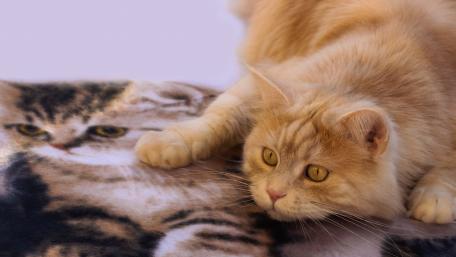 Charming Red Cat with Playful Expressions wallpaper