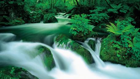 Serene Waterfall in Lush Greenery wallpaper