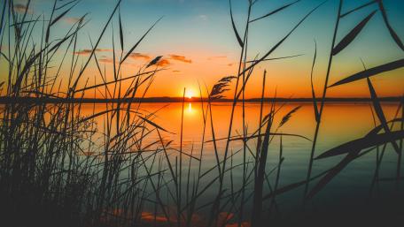 Golden Horizon Through Whispering Reeds wallpaper