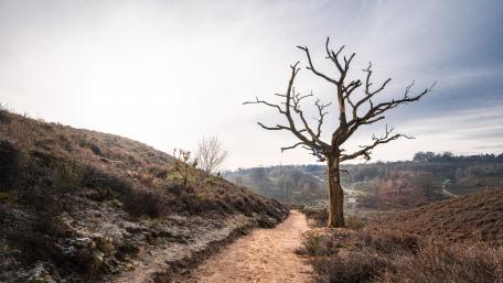 Solitary Elegance of a Lone Tree wallpaper