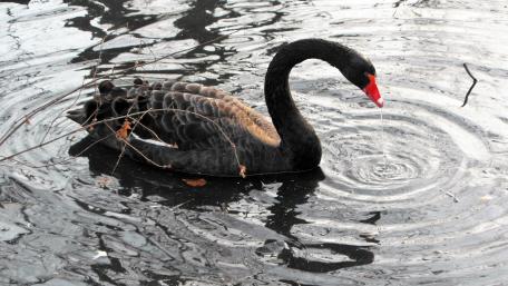 Black swan wallpaper