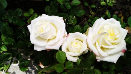 Elegant White Roses in Blooming Garden Scene wallpaper