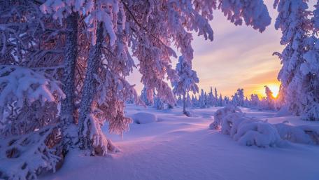 Snowy Forest Sunrise Serenity wallpaper