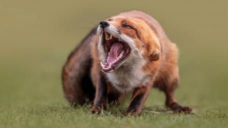 Majestic Fox Displaying Its Impressive Teeth wallpaper