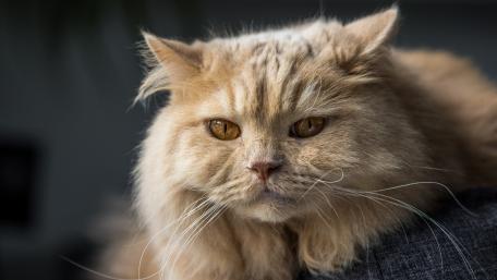 Majestic Feline Staring Into the Distance wallpaper