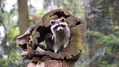 Raccoon wallpaper