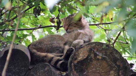 Wildcat sleeps every day wallpaper