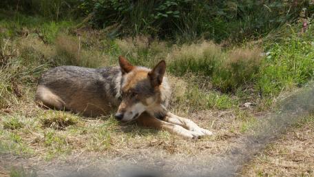 Wolf has a midday rest wallpaper