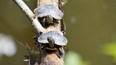 Turtles at the sun beard wallpaper