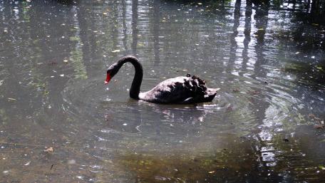 Black swan wallpaper