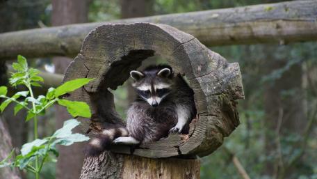 Raccoon wallpaper