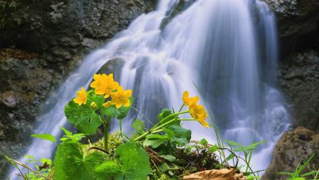 Golden Flowers by Serene Waterfall wallpaper