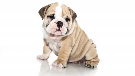Adorable Bulldog Puppy in High Definition wallpaper