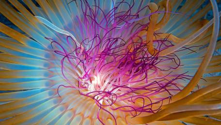 Jellyfish, Indian Ocean, Georgia, Atlanta wallpaper