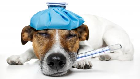 Sick Jack Russell terrier dog wallpaper