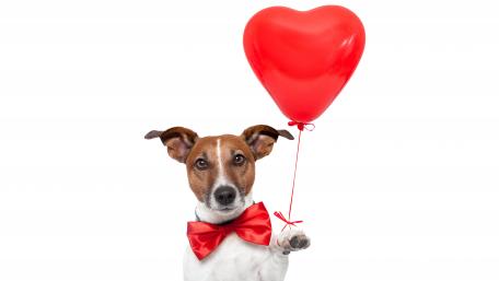 Cute Jack Russell Terrier with Heart Balloon and Bowtie wallpaper