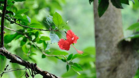 Vibrant Hibiscus Bloom Amidst Lush Greenery wallpaper