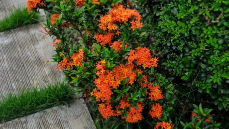 Roadside wildflowers wallpaper